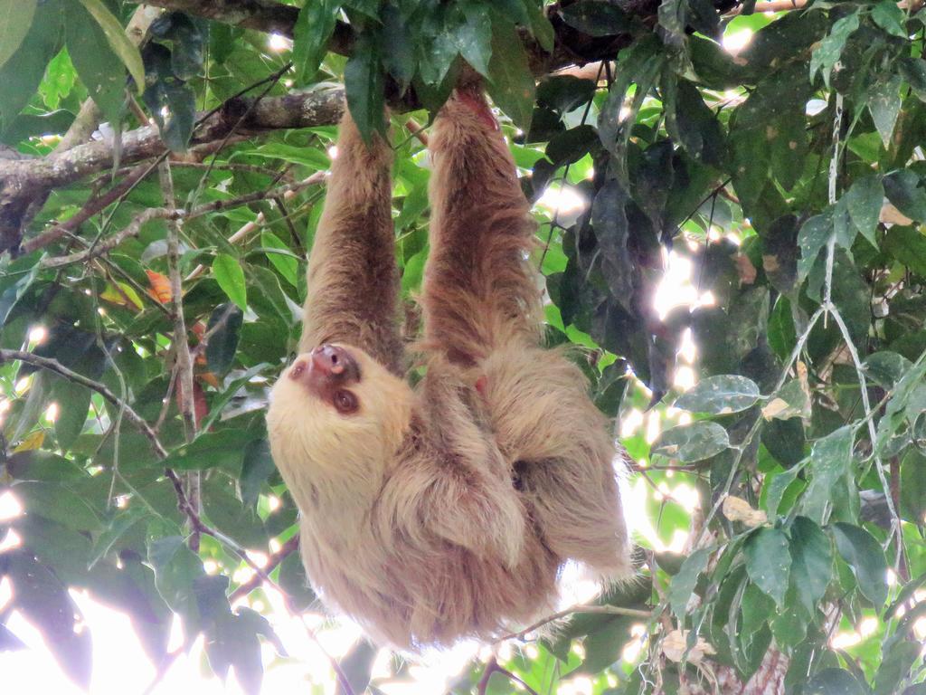 Апарт отель Jungle Creek Мануэль-Антонио Экстерьер фото