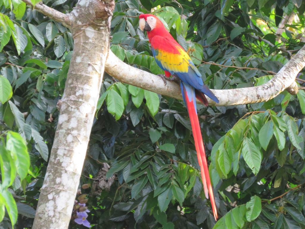 Апарт отель Jungle Creek Мануэль-Антонио Экстерьер фото
