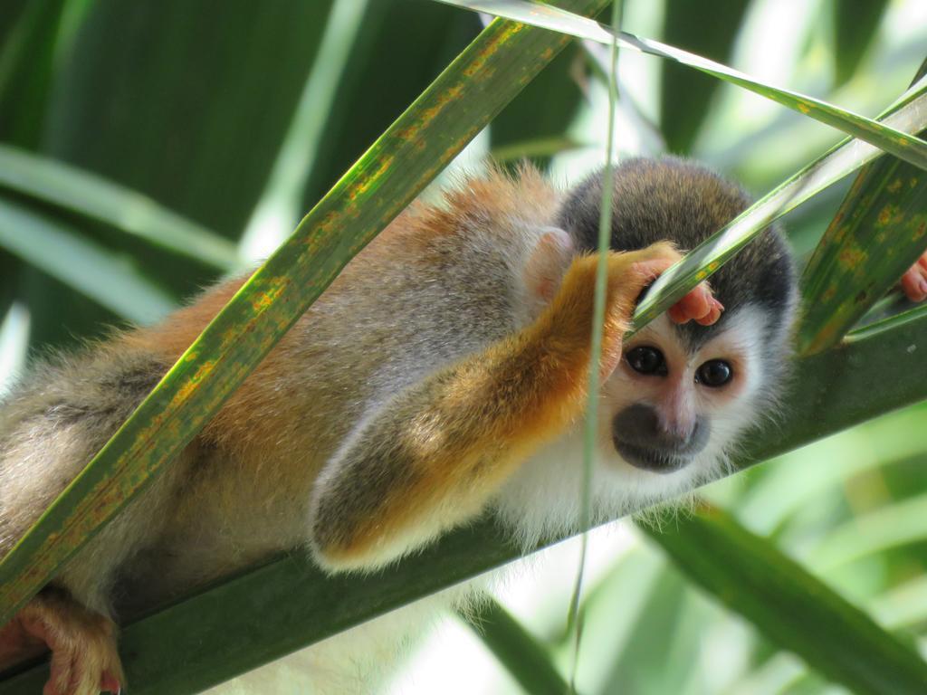Апарт отель Jungle Creek Мануэль-Антонио Номер фото